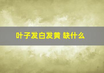 叶子发白发黄 缺什么